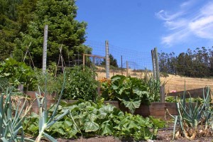Organic garden provides food and therapy